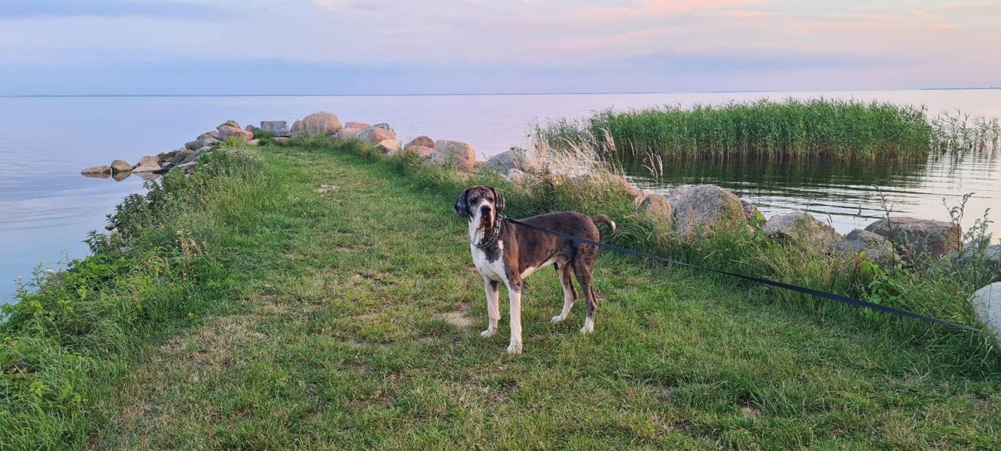 Siedlisko Natura Villa Sulomino Eksteriør bilde